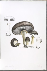 The Mushroom book. Page 6